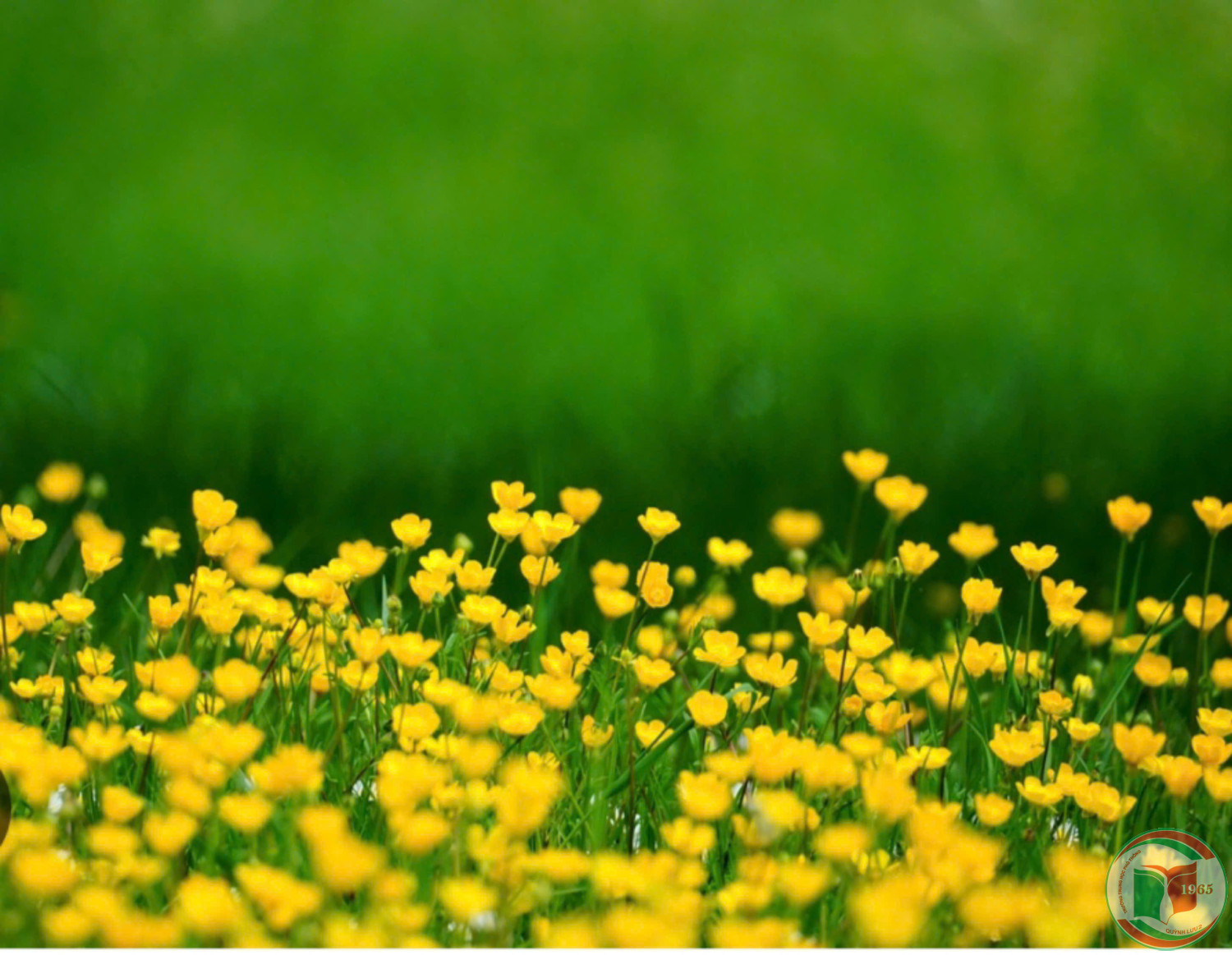 CÔNG KHAI DANH SÁCH ỦNG HỘ GIA ĐÌNH THẦY GIÁO NGUYỄN HUY HOÀNG  - GV BỘ MÔN TOÁN TRƯỜNG THPT QUỲNH LƯU 2